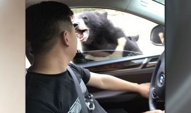 หวาดเสียวอีก! นทท.จีนเปิดกระจกรถให้อาหารหมี ถูกกัดเลือดซิบ