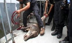 ชุลมุน! หมูป่าตัวเขื่องบุกรพ.ในจีน ตำรวจล้อมจับวุ่น