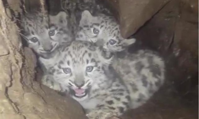 ชาวบ้านพบลูกเสือดาวหิมะหายาก 3 ตัวในถ้ำที่มณฑลเสฉวน