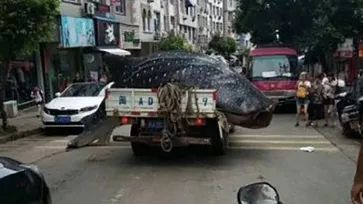 สุดโหด! ชาวประมงจีนจับฉลามวาฬ ใช้เลื่อยแล่เนื้อแห่ขาย