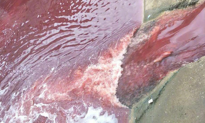 สะพรึง! แม่น้ำในจีนเปลี่ยนเป็นสีเลือด คาดเกิดจากโรงฆ่าสัตว์
