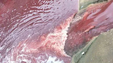 สะพรึง! แม่น้ำในจีนเปลี่ยนเป็นสีเลือด คาดเกิดจากโรงฆ่าสัตว์