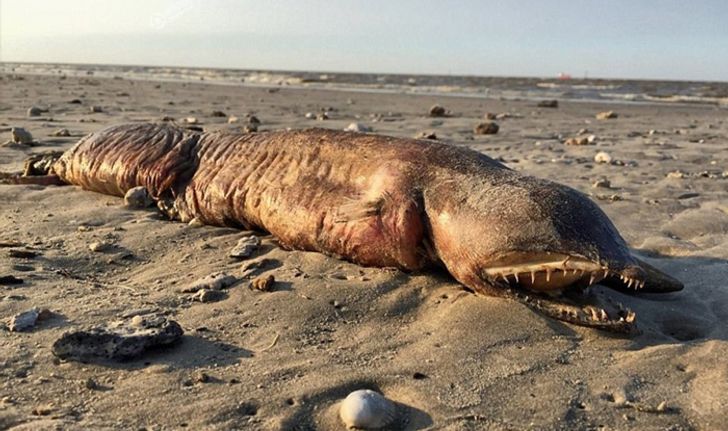 พบซากสัตว์ประหลาดเกยตื้นหาดเท็กซัส หลังเฮอร์ริเคนฮาร์วีย์ถล่ม