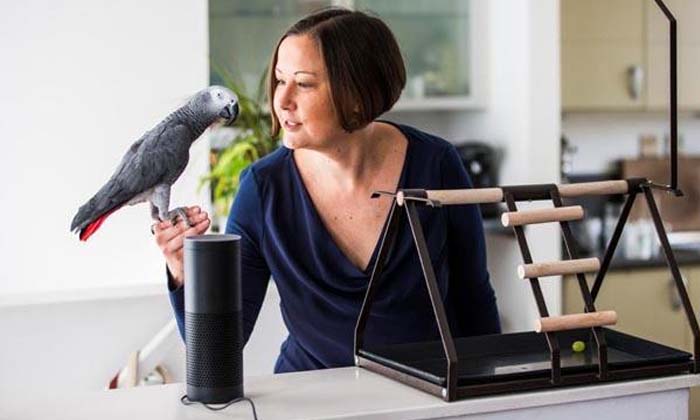 นกแก้วแสนรู้ เลียนเสียงเจ้าของสั่งของออนไลน์จากอเมซอน