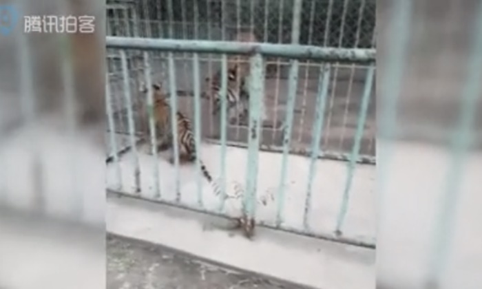 สวนสัตว์จีนวุ่น! ลูกเสือแอบหนีจากห้องเลี้ยงดูไปหาแม่