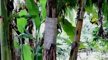 ต้นกล้วยตานีจันทบุรี 90 ต้น ประดับพระจิตกาธาน