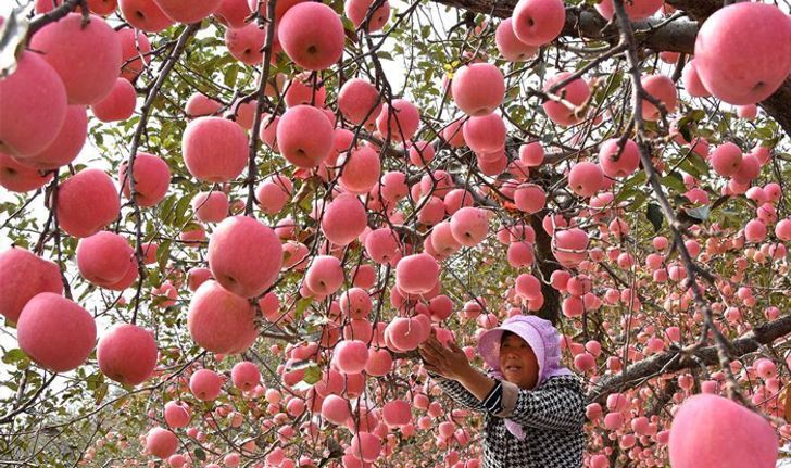 เกษตรกรจีนเก็บผลผลิต “แอปเปิล” ลูกดกสีสวยละลานตา