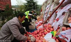 แอปเปิ้ลหลายตันเทกระจาดกลางถนน ตำรวจ-ชาวบ้านช่วยเก็บจนครบ