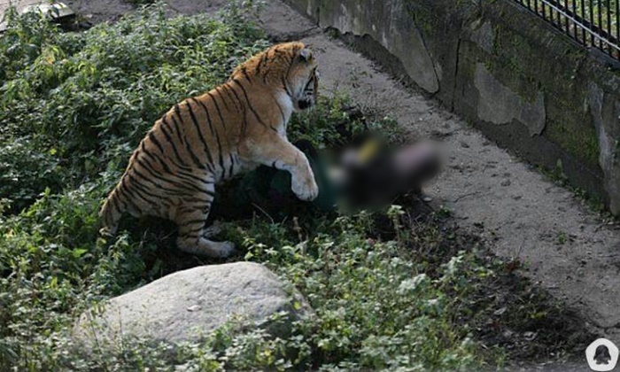นาทีชีวิต! เสือไซบีเรียหลุดขย้ำจนท. ต่อหน้านทท.ที่พยายามช่วย