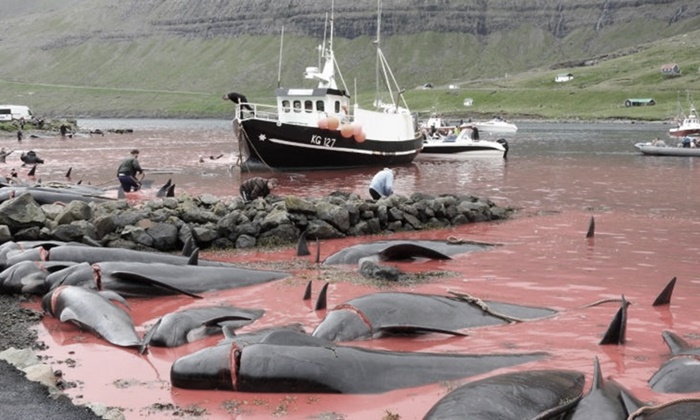 น้ำทะเลแดงฉาน เทศกาลล่าวาฬที่หมู่เกาะแฟโร ตายเป็นพัน