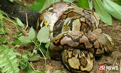 ชาวบ้านฮือฮา ศึกแห่งสายพันธุ์ งูเหลือมปะทะงูจงอางยักษ์