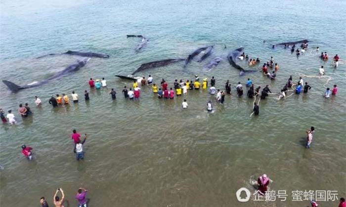 ชาวอินโดนีเซียช่วยวาฬสเปิร์ม 12 ตัวเกยตื้นกลับสู่ทะเล