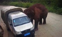 ช้างป่าจีนเจ้าถิ่นจู่โจมรถบัสโดยสาร เหวี่ยงใส่รถผ่านไปมา