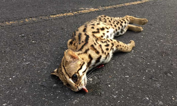 สุดเศร้า แมวดาว สัตว์ป่าหายาก ถูกรถชนตายกลางถนนเขาใหญ่