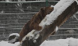 สะเทือนใจ เจ้าหมีเริงร่าเล่นหิมะครั้งแรก หลังถูกจับขังกรงมานาน 20 ปี