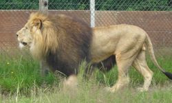สวนสัตว์เดนมาร์กชวนบริจาคสัตว์เลี้ยง เพื่อเป็นอาหารให้สิงโต?