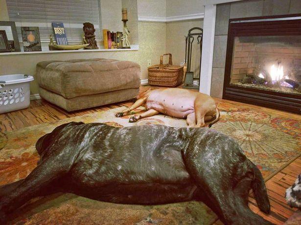 ลูกหมาตัวใหญ่ที่สุดในโลก