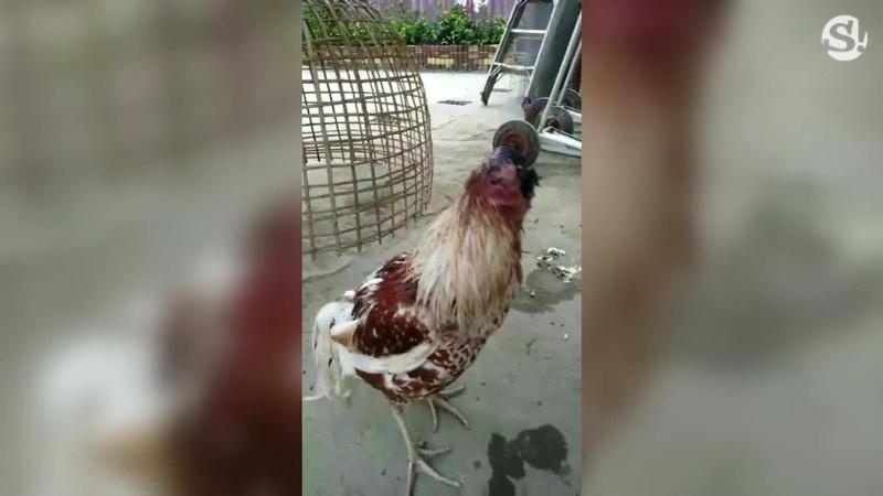 เจ้าบุญมา