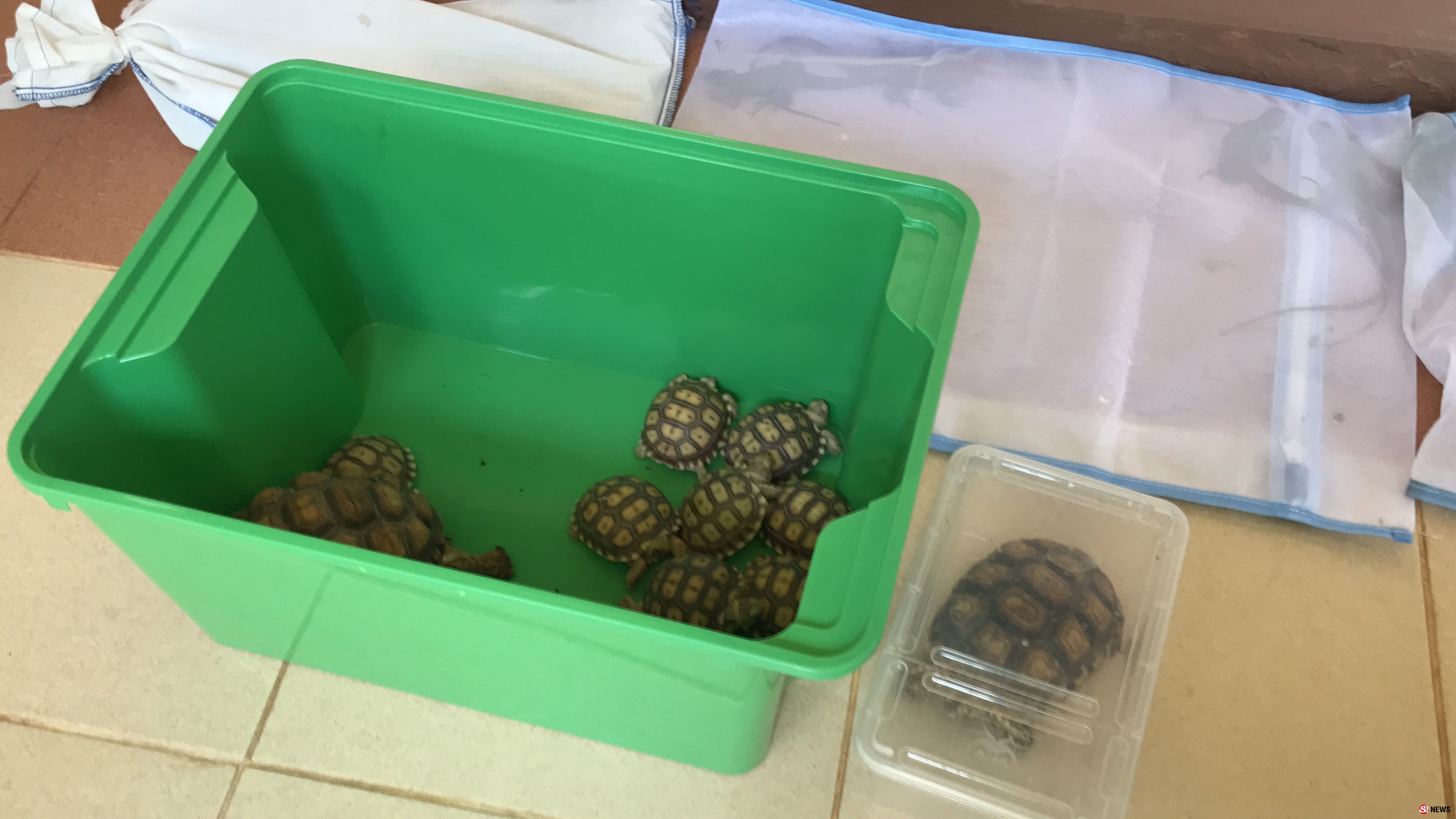 รวบแก๊งลักลอบนำสัตว์ ออกนอกประเทศ ตรวจพบกระทำผิดบัญชีไซเตส