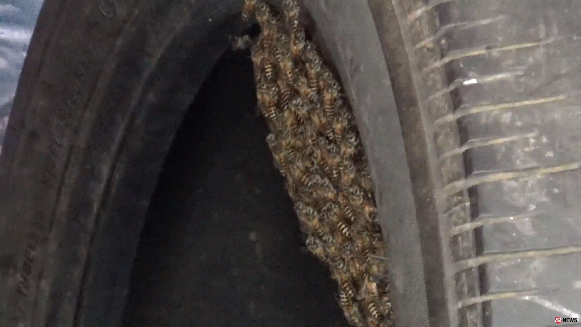 พบฝูงผึ้งทำรังในยางรถยนต์ เจ้าของร้านบอก เป็นผึ้งให้โชคลาภไม่เคยทำร้ายใคร