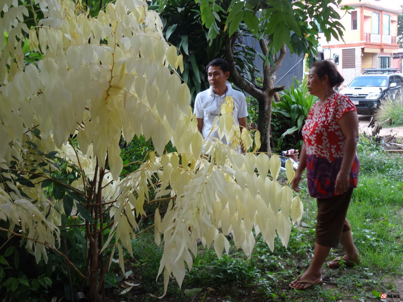 ฮือฮา! พบต้นคูนกิ่งก้านใบสีทองอร่าม ชาวบ้านแห่กราบไหว้ขอโชคลาภ 