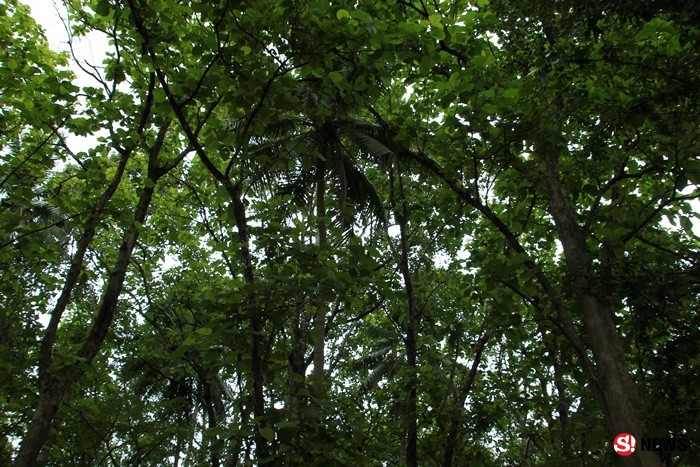 ปลูกต้นไม้ 37 ปี กลายเป็นป่าทึบ ตำนานพ่อเฒ่าวัย 98 ปี “สงัด อินมะตูม” 