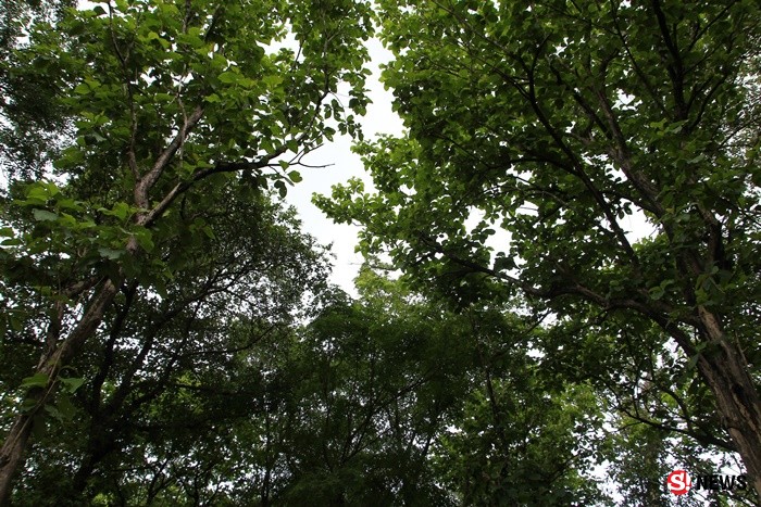 ปลูกต้นไม้ 37 ปี กลายเป็นป่าทึบ ตำนานพ่อเฒ่าวัย 98 ปี “สงัด อินมะตูม” 