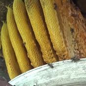แปลกแต่จริง ฝูงผึ้งแค้นยึดบ้านพรานล่าผึ้งทำรัง สุดท้ายไม่รอด