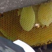 แปลกแต่จริง ฝูงผึ้งแค้นยึดบ้านพรานล่าผึ้งทำรัง สุดท้ายไม่รอด