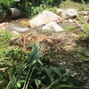 ช้างป่าอาละวาดกินผลไม้ในสวนชาวบ้าน พร้อมทำลายบ้านพัง 2 หลัง 