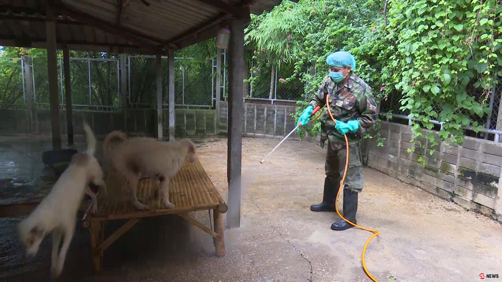 ร่วมช่วยน้องหมา ปูพรมฉีดยากำจับเห็บหมัดสุนัขจรจัดวัดดังลำปางแล้ว หลังล้มตายเกลื่อน