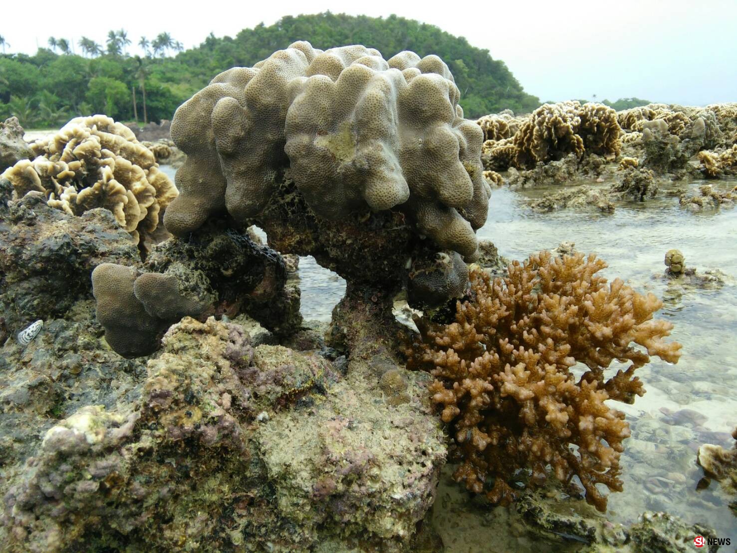 แปลก เกิดปรากฏการณ์น้ำทะเลลงต่ำ จนก้อนปะการังโผล่พ้นน้ำทะเลที่เกาะทะลุ