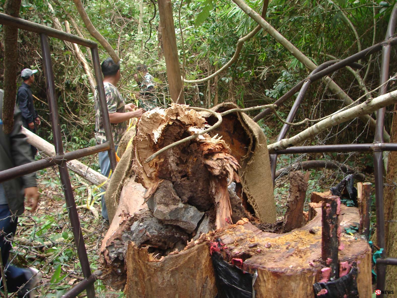 สุดยื้อ! ไม้พะยูง 100 ปี ที่ถูกลอบตัดล้มแล้ว หลังกรมป่าไม้ทำบายพาสผ่านมา 5 เดือน