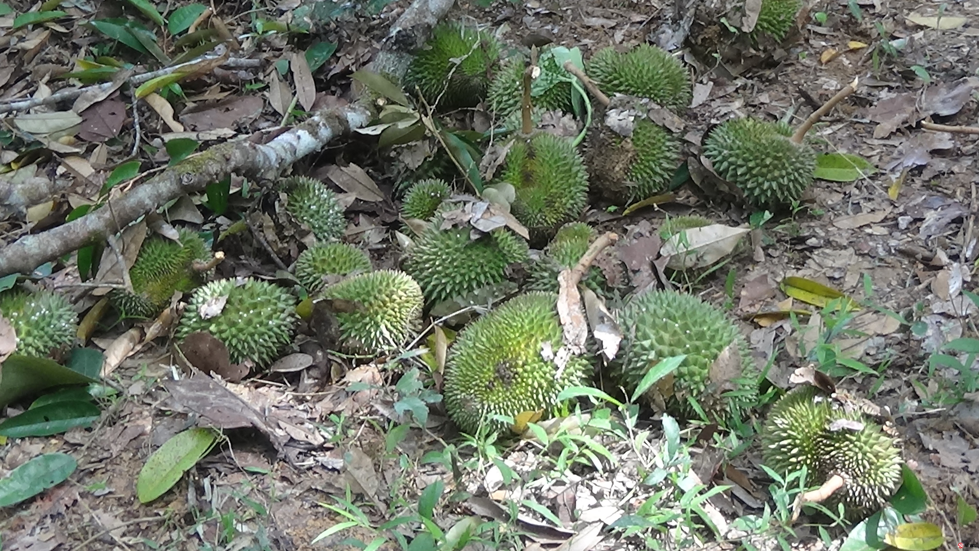 ลิงขโมย ชาวสวนโอดลิงบุกเด็ดทุเรียน จำปาดะทิ้งเสียหายหนัก