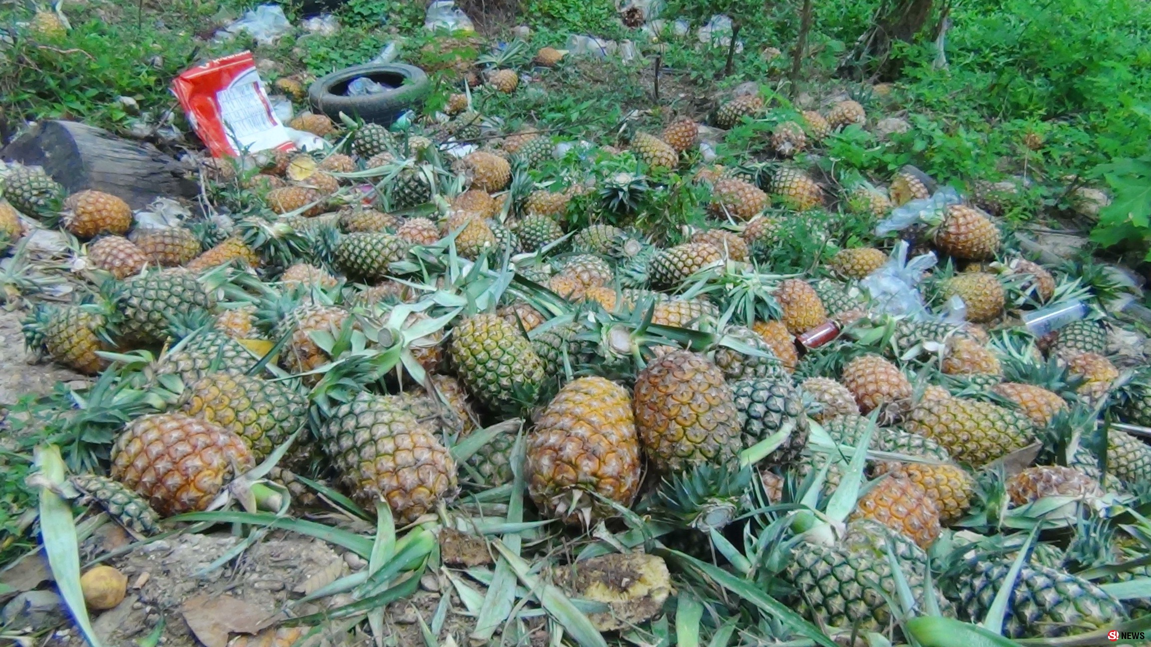 เคราะห์ซ้ำกรรมซัด ชาวไร่สับปะรด สุดช้ำราคาตก ซ้ำยังถูกช้างป่าบุกยึดพื้นที่