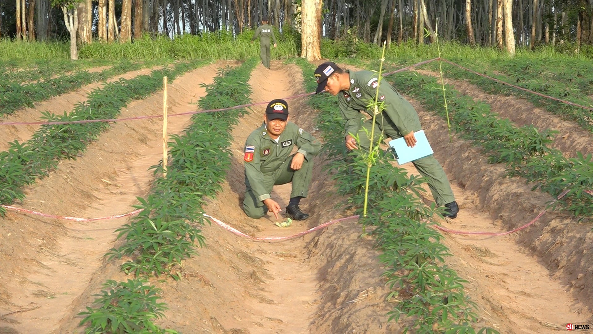 610628พบระเบิดสังหารกลางไร่มันสัมปะหลังEODขอนแก่นเข้าทำลาย