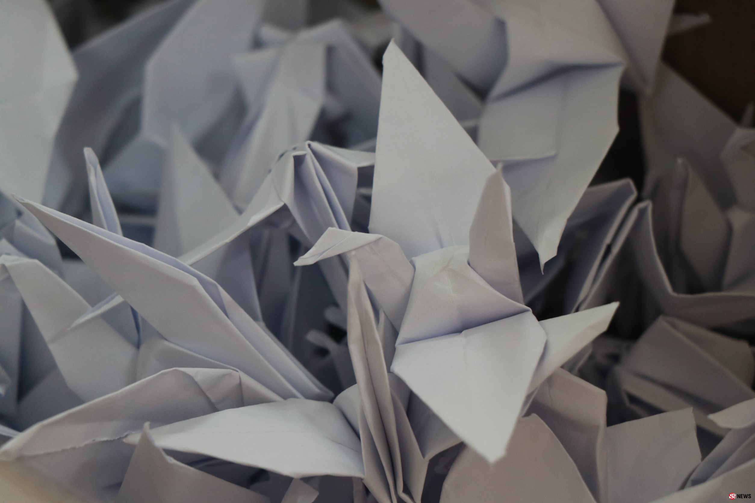 แทนคำห่วงใย นร.ภาษาญี่ปุ่นโรงเรียนดังพับนกกระเรียน 1,000 ตัว ส่งแรงใจช่วย 13 หมูป่า 