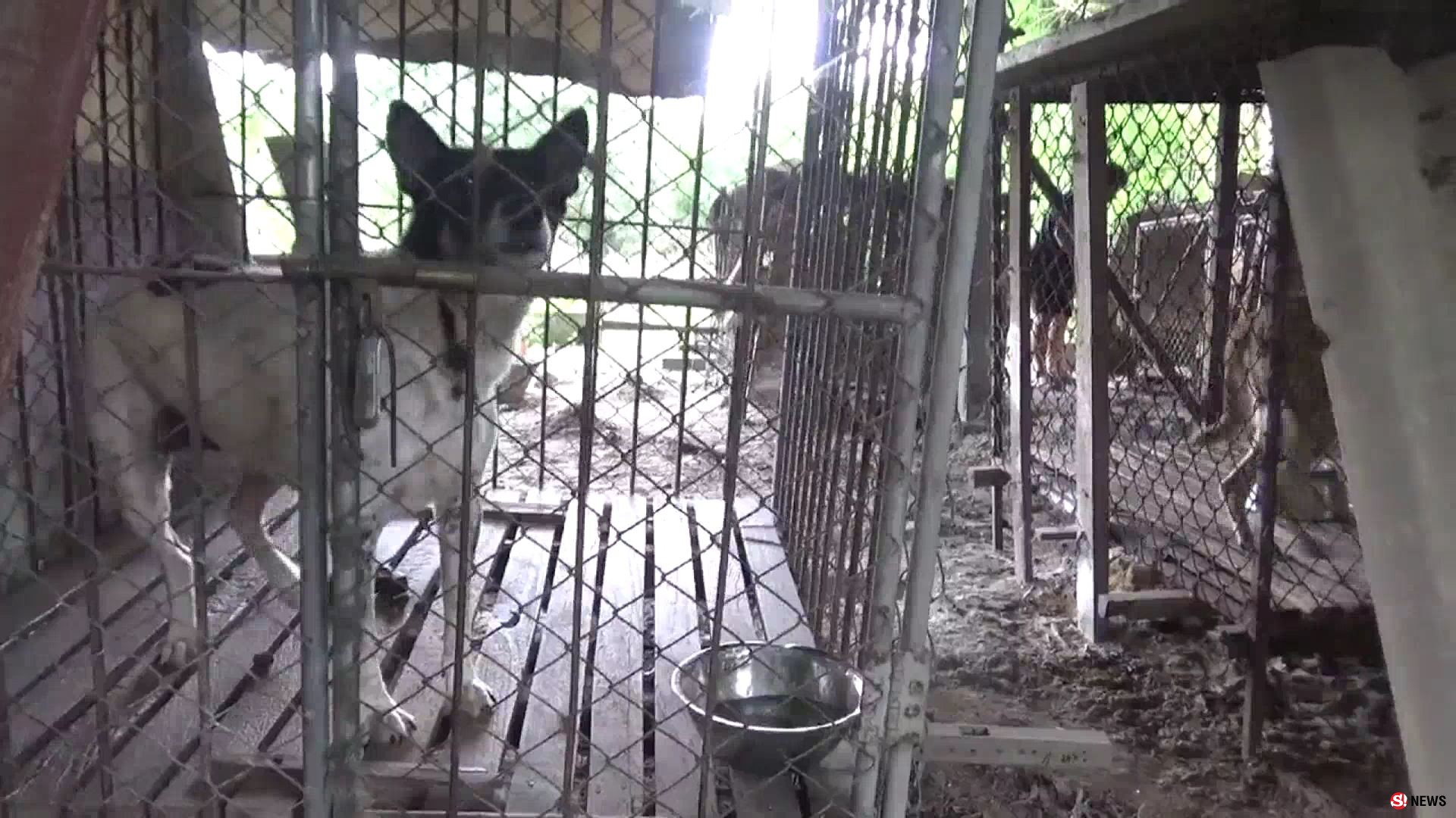 เกินรับไหว! สาวใจบุญเลี้ยงหมา-แมวกว่า 100 ตัว ขึ้นป้ายวอนช่วยค่าอาหารหลังแบกรับมา 20 ปี