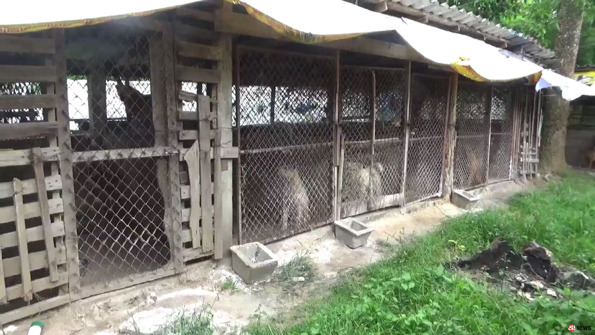 เกินรับไหว! สาวใจบุญเลี้ยงหมา-แมวกว่า 100 ตัว ขึ้นป้ายวอนช่วยค่าอาหารหลังแบกรับมา 20 ปี