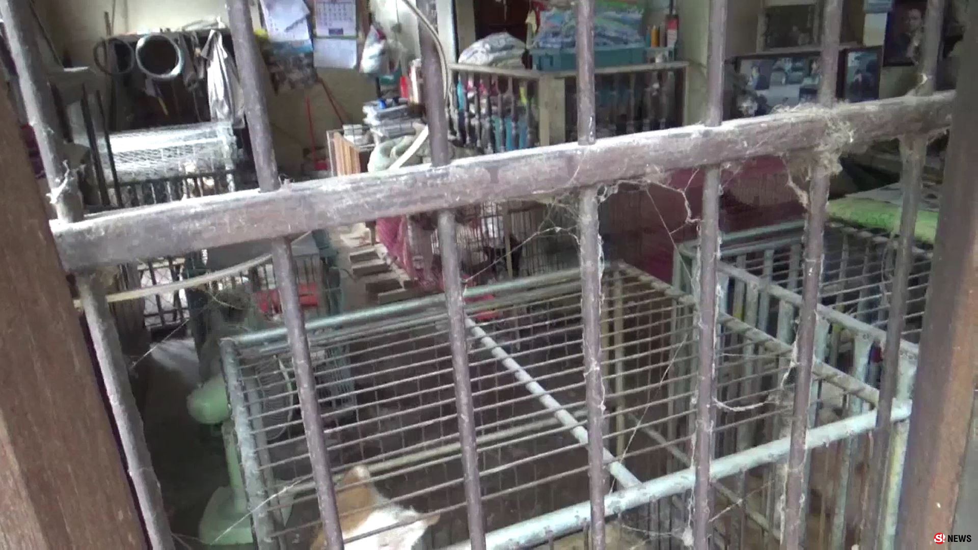 เกินรับไหว! สาวใจบุญเลี้ยงหมา-แมวกว่า 100 ตัว ขึ้นป้ายวอนช่วยค่าอาหารหลังแบกรับมา 20 ปี