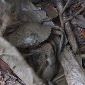 ตายข้างปูเป็น! กู้ภัยลุยป่ากระถินพบศพชายหาปูนอนตาย คาดสิ้นลมเพราะโรคประจำตัว