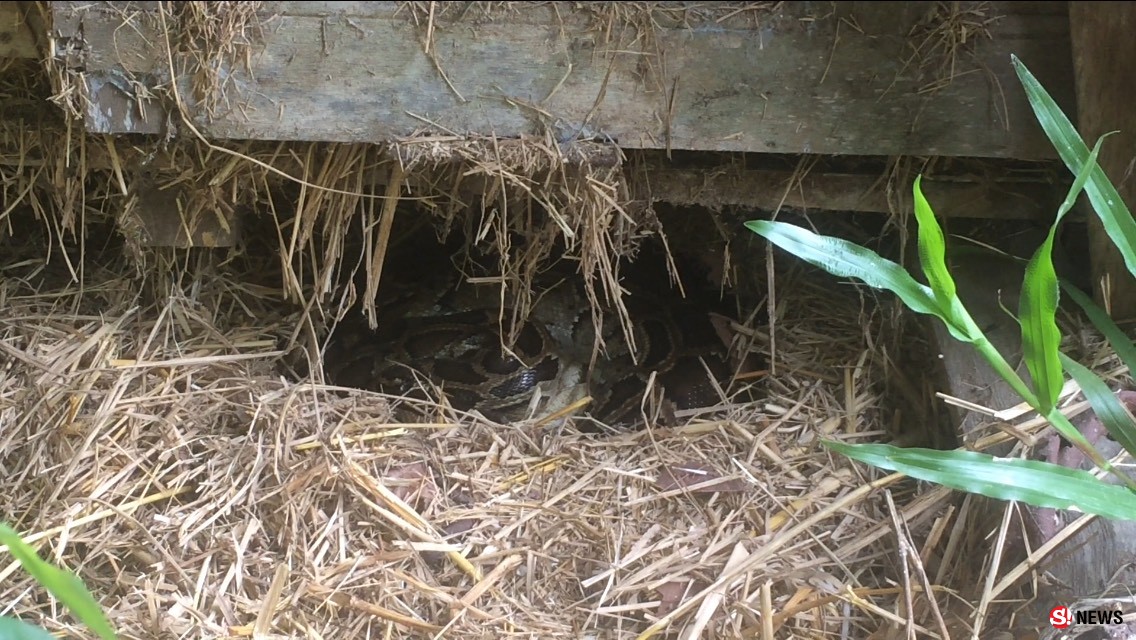 ขู่ฟ่อแต่ก็น่ารัก! กู้ภัยปล่อยลูกงูเหลือม หลังเก็บกู้ตอนเป็นไข่ในบ้านคนคืนสู่ป่าครบ 19 ตัว