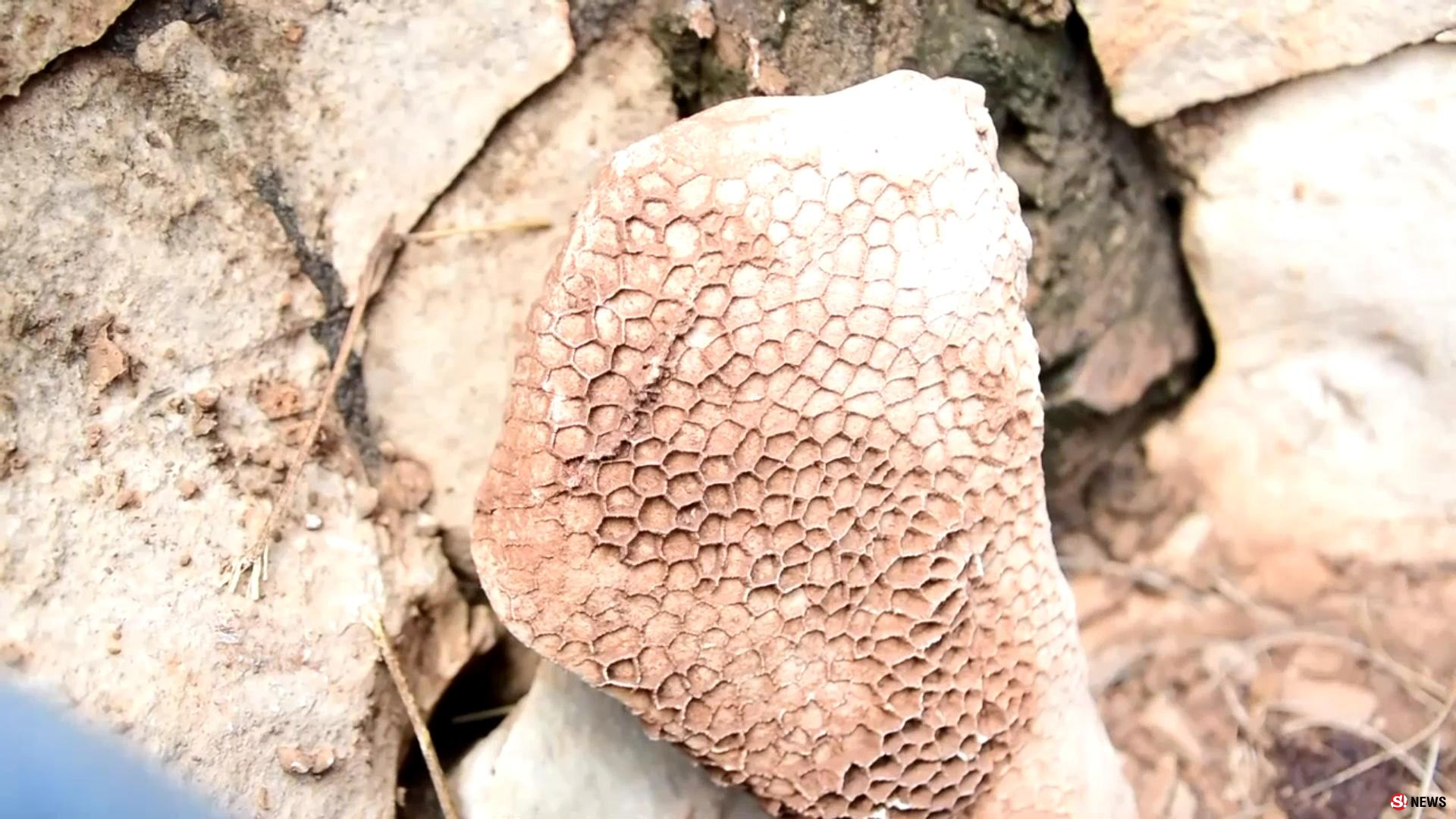 มหัศจรรย์แผ่นดินเพชรบูรณ์ พบซากฟอสซิลพืช-สัตว์ อายุร่วม 300 ปี