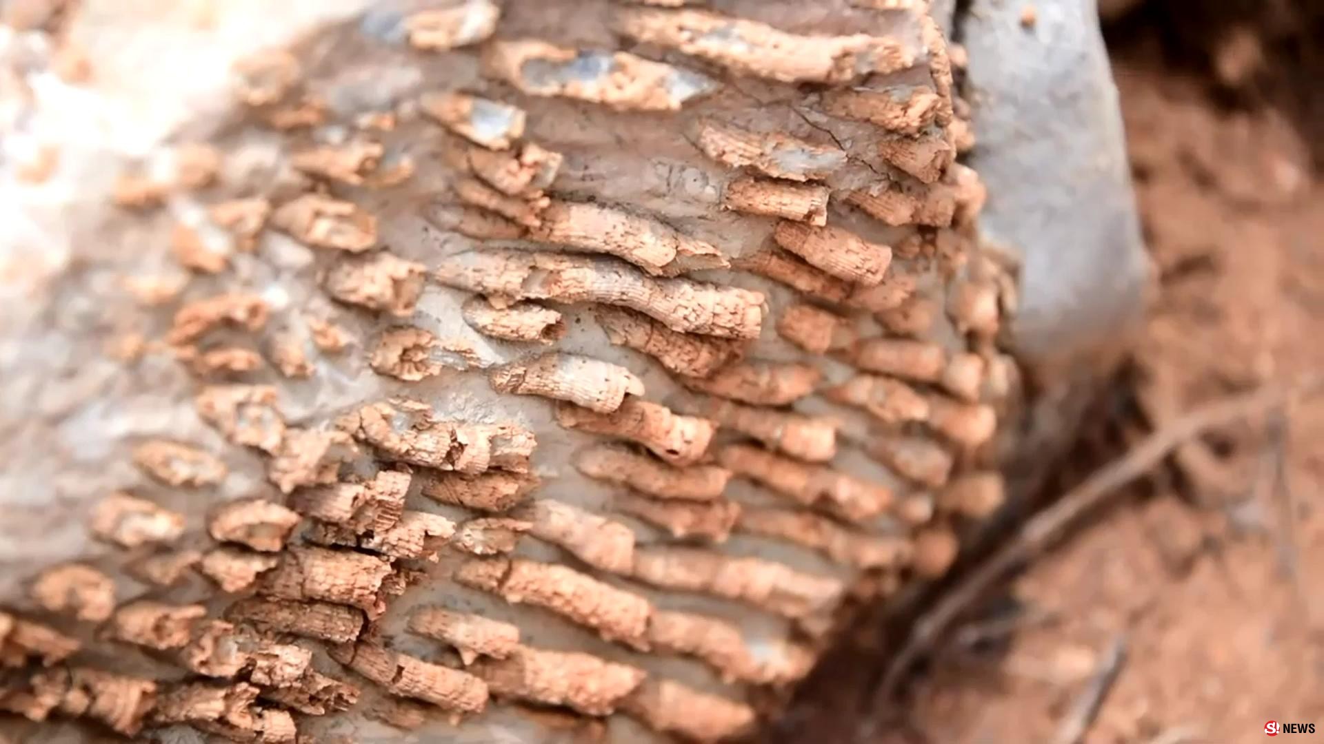 มหัศจรรย์แผ่นดินเพชรบูรณ์ พบซากฟอสซิลพืช-สัตว์ อายุร่วม 300 ปี