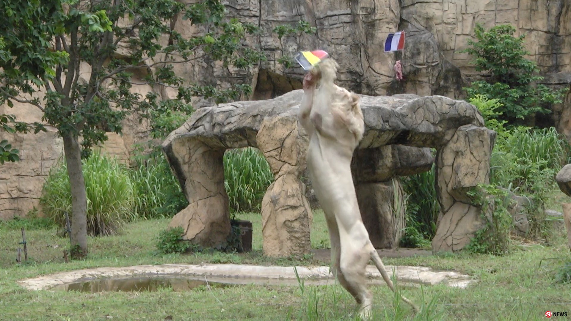 ฟันธงเบลเยี่ยม! “เจ้าบอย” สิงโตขาวตะปบชิ้นเนื้อทายทีมชาติเบลเยี่ยมเข้าชิงบอลโลก