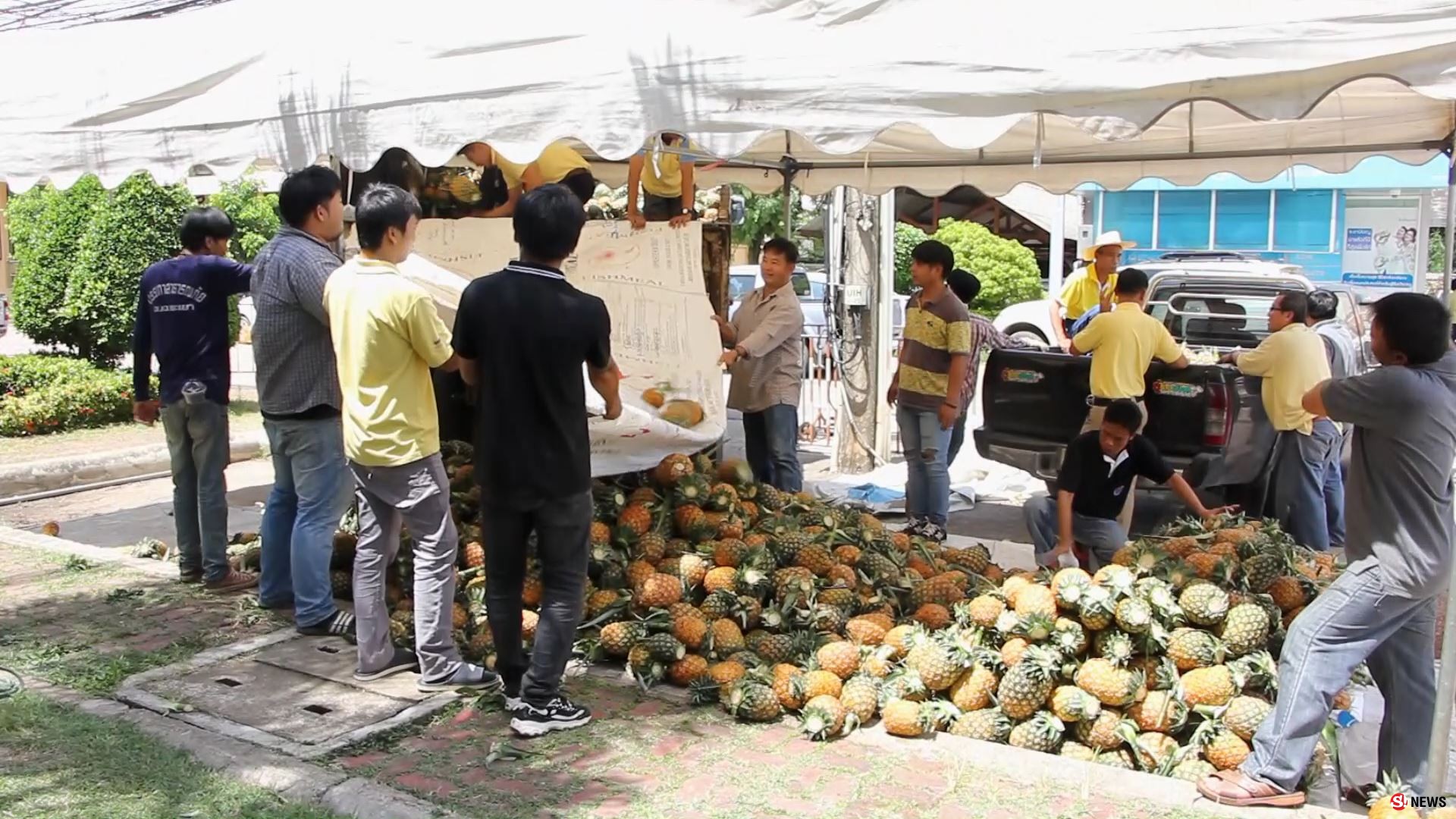 เจ้าบุญทุ่ม! อบจ.พะเยา กว้านซื้อสับปะรดเกษตรกร 5 อำเภอนำขาย ปชช.ราคาถูก