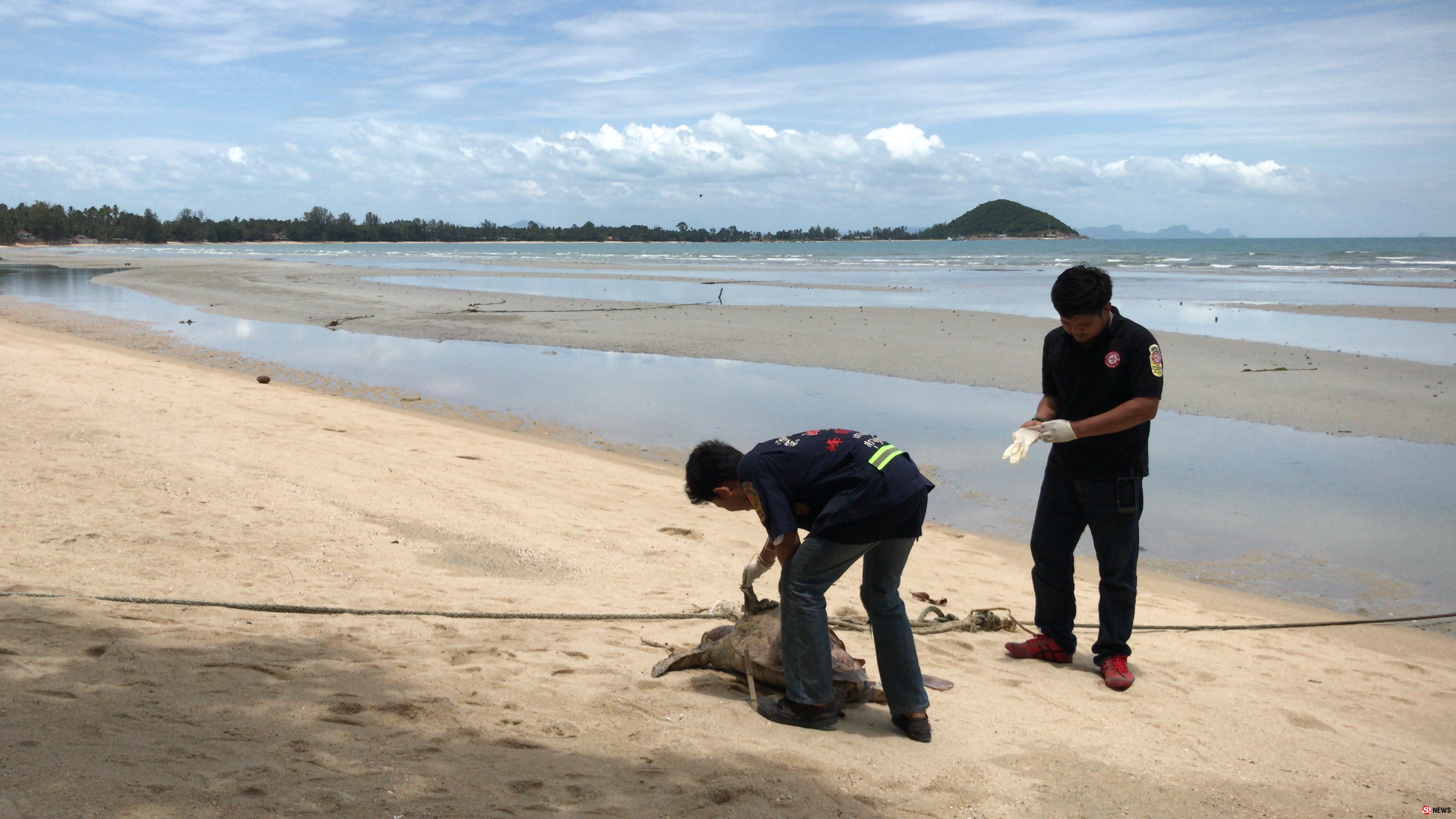 พบซากเต่าตนุถูกคลื่นซัดมาเกยตื้นชายหาดเกาะสมุยเป็นตัวที่10ในรอบ2เดือนนี้