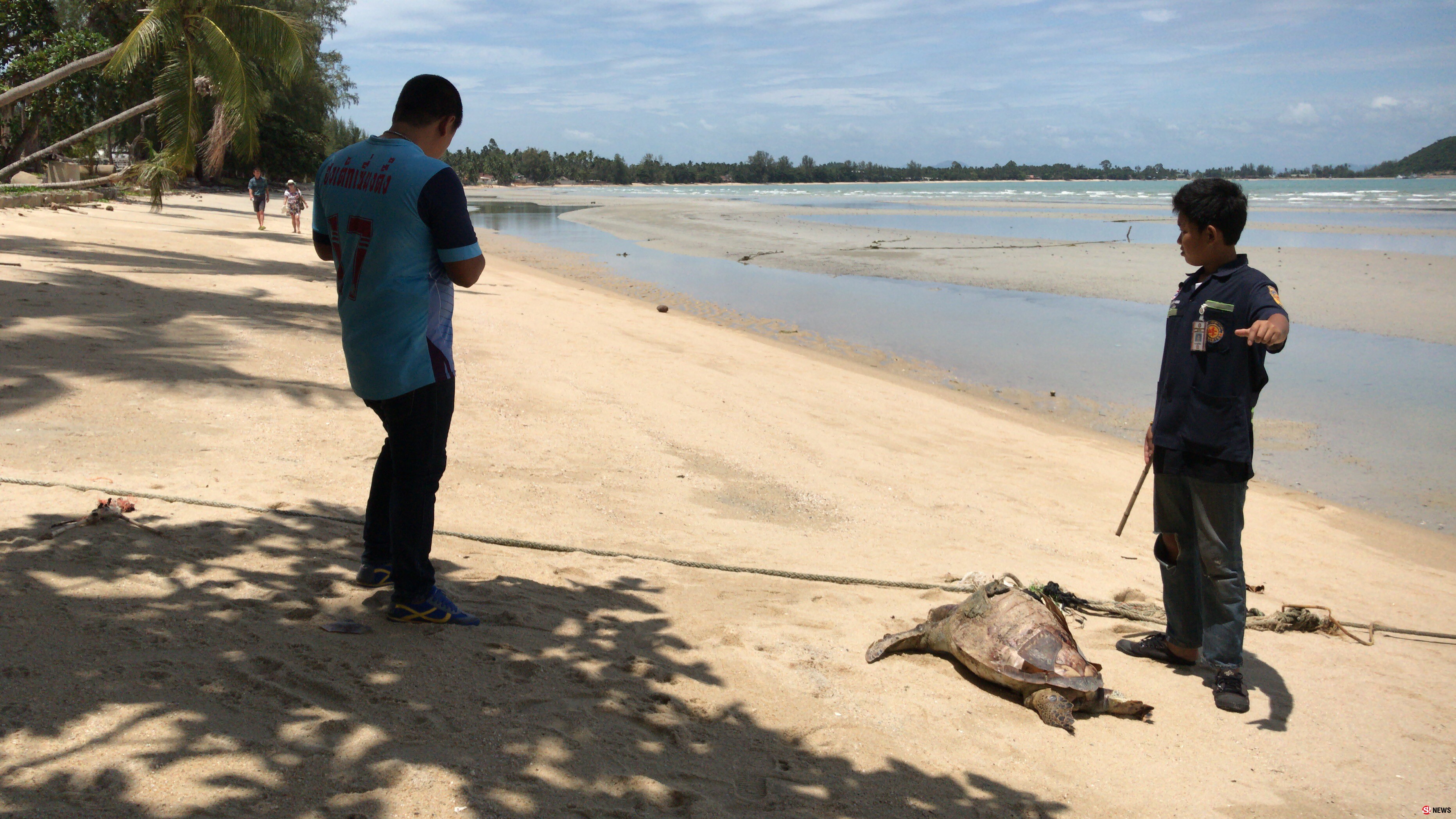 พบซากเต่าตนุถูกคลื่นซัดมาเกยตื้นชายหาดเกาะสมุยเป็นตัวที่10ในรอบ2เดือนนี้