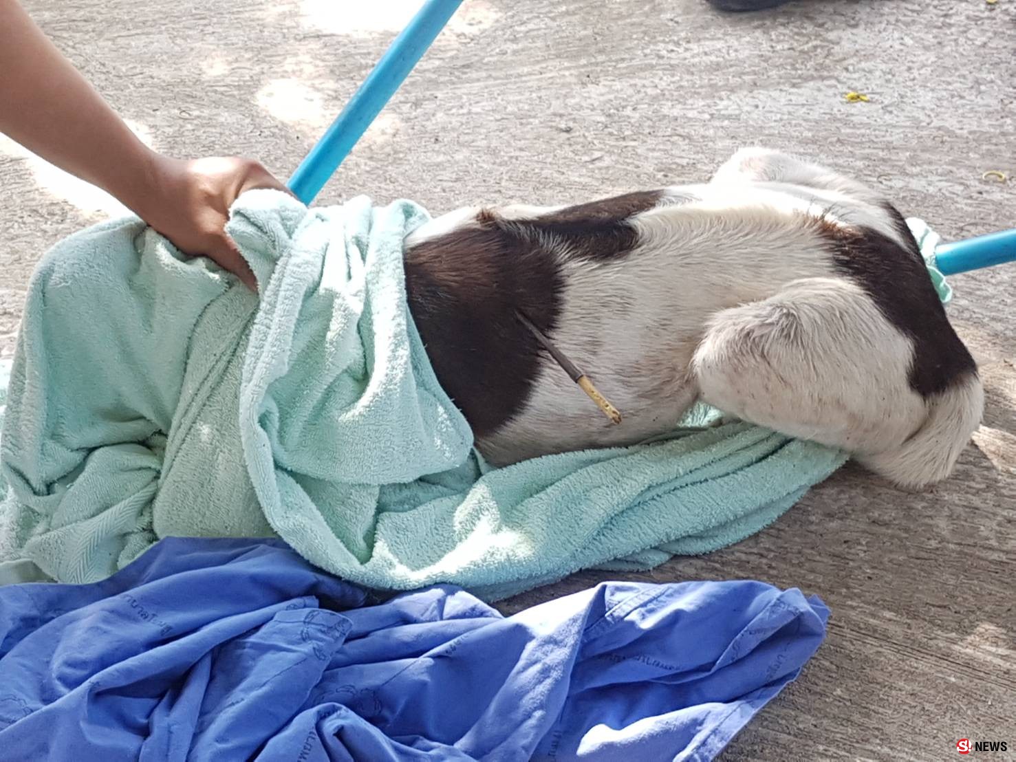 โคราช-เจ้าหน้าที่หน่วยกู้ภัย เร่งช่วยสุนัขเพศผู้วัย 2 ปี 