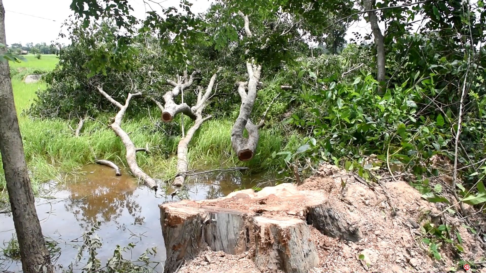 060861-ศรีสะเกษ ตัดไม่เลิก คนร้ายเหิมบุกตัดต้นพะยูงกลางทุ่งนากลางดึก ขนขึ้นรถหลบหนีลอยนวล